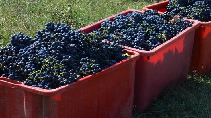I numeri da incorniciare di una vendemmia perfetta