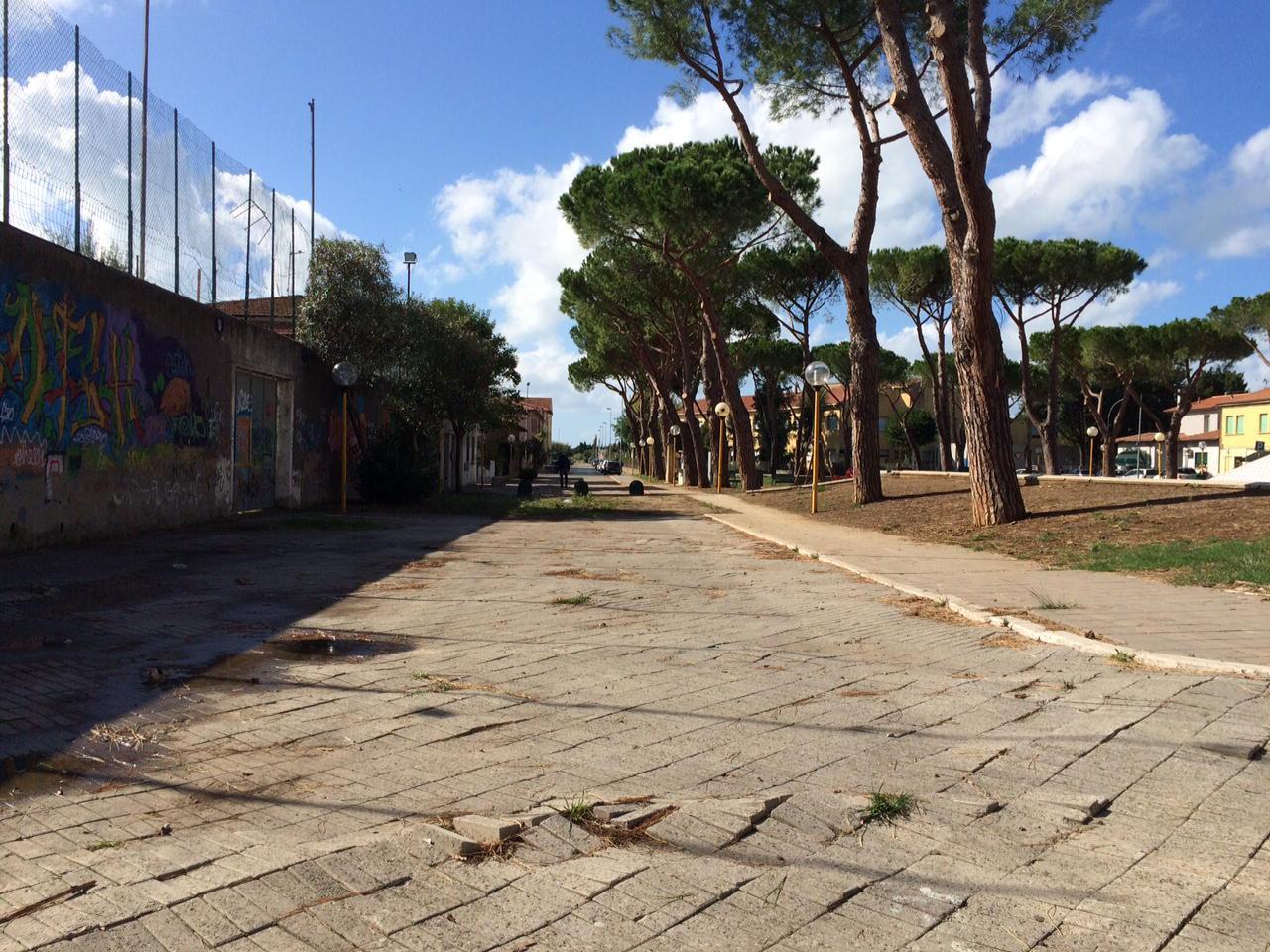 Il fondo dissestato dalle radici dei pini in piazza dei Mille (foto Michele Falorni/Silvi)