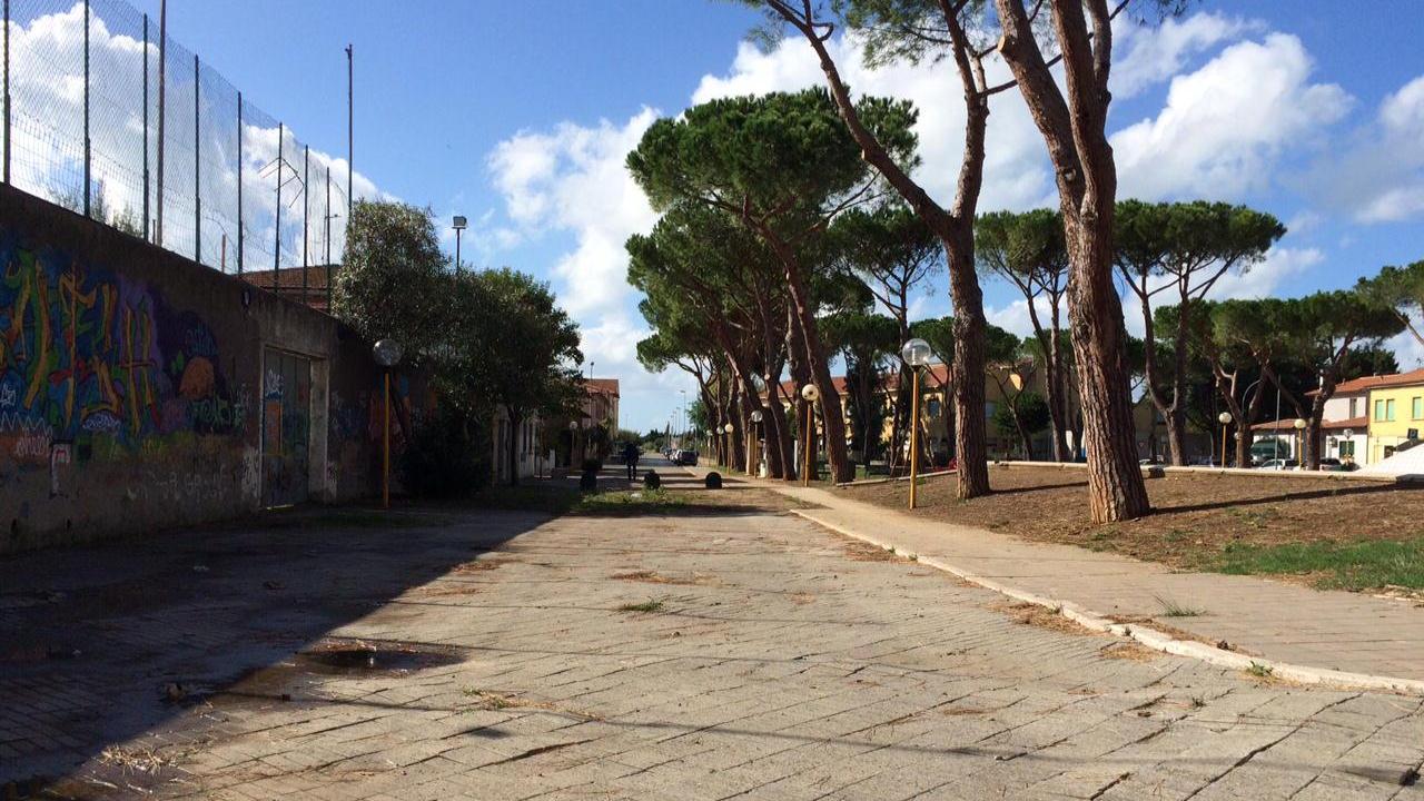 Il fondo dissestato dalle radici dei pini in piazza dei Mille (foto Michele Falorni/Silvi)