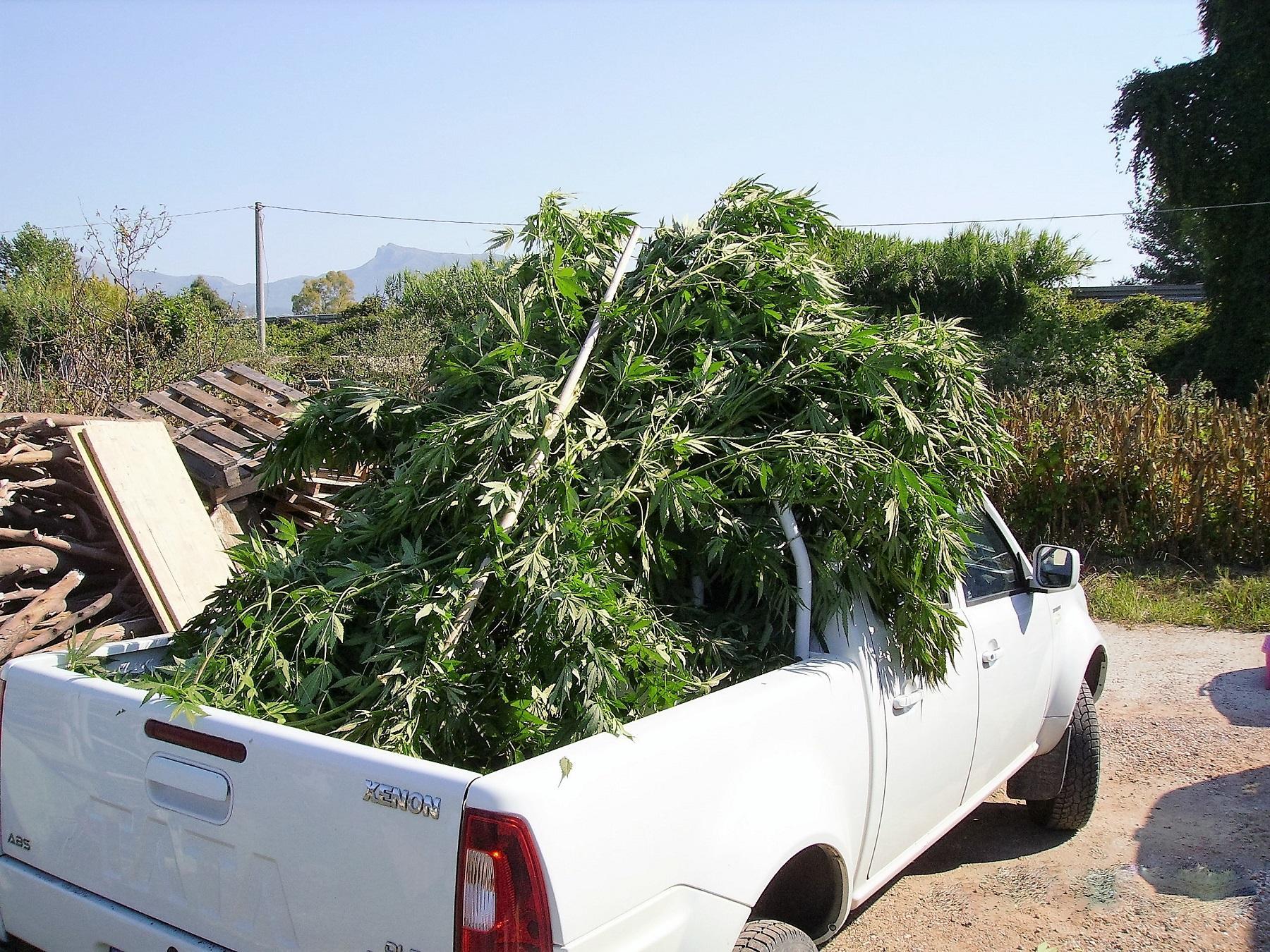 Le piante di marijuana sequetsrate dagli inquirenti