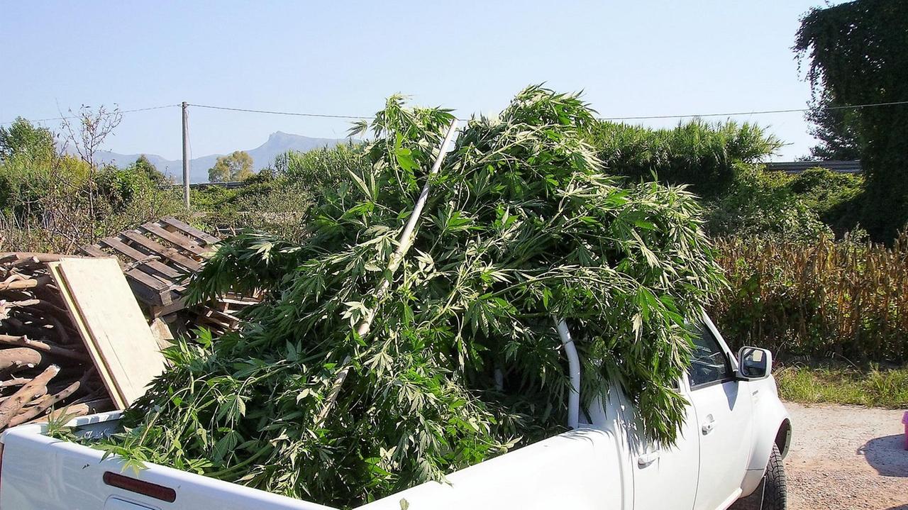 Le piante di marijuana sequetsrate dagli inquirenti