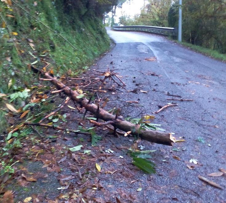 Piante pericolose in strada, ma nessuno interviene