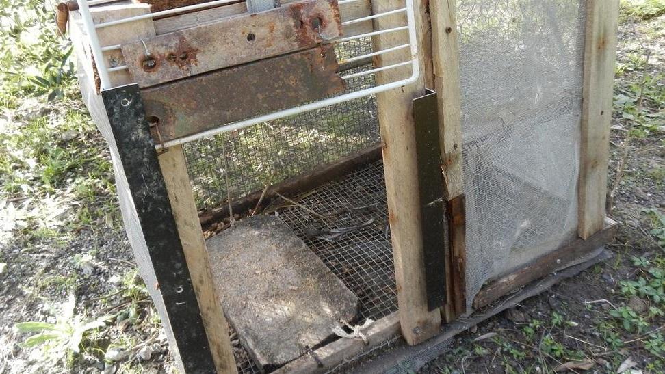 Usa gabbie-trappola per passeri e ci sfama il gatto: denunciato