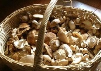 Funghi sicuri? La Asl dà una mano 