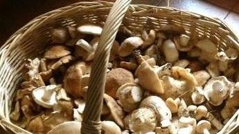 Funghi sicuri? La Asl dà una mano