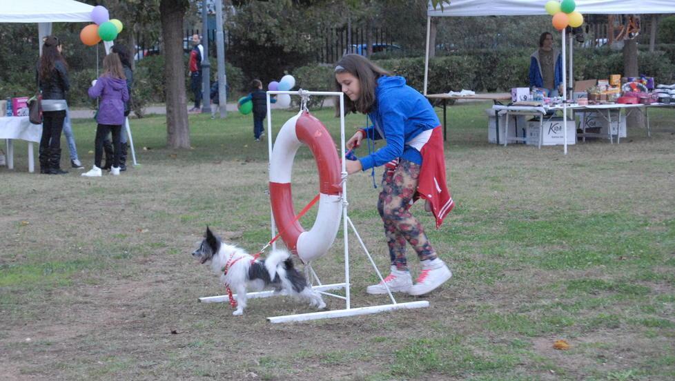 Salute e benessere del cane, nove corsi per saperne di più 