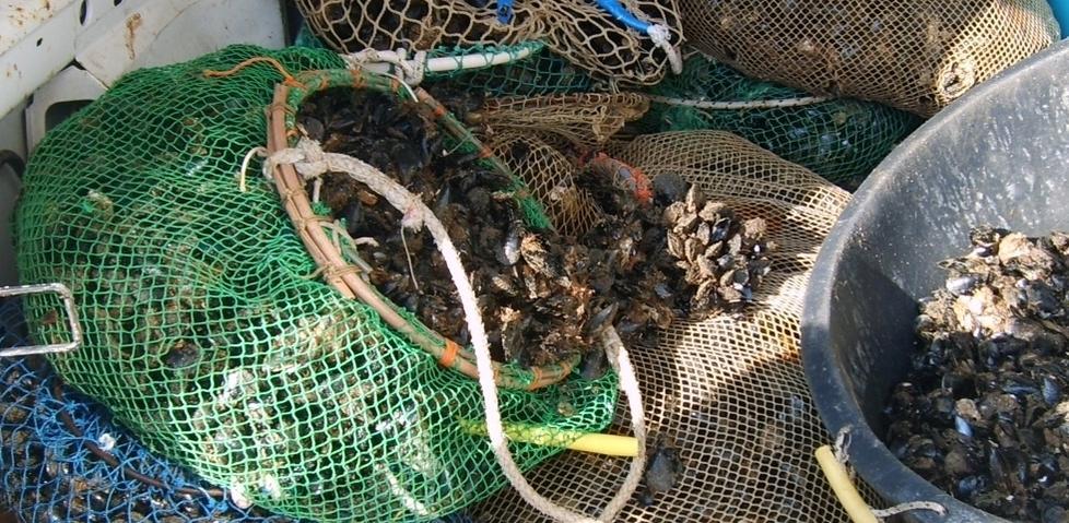 In auto con 120 chili di cozze rubate: scatta la denuncia 