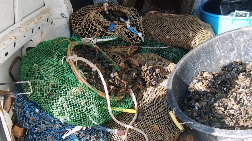 Ladri di cozze in trasferta dalla Baronia