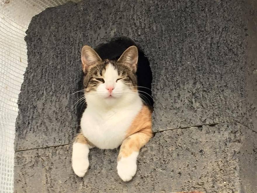Amate più i gatti o i cani? La risposta dice molto di voi