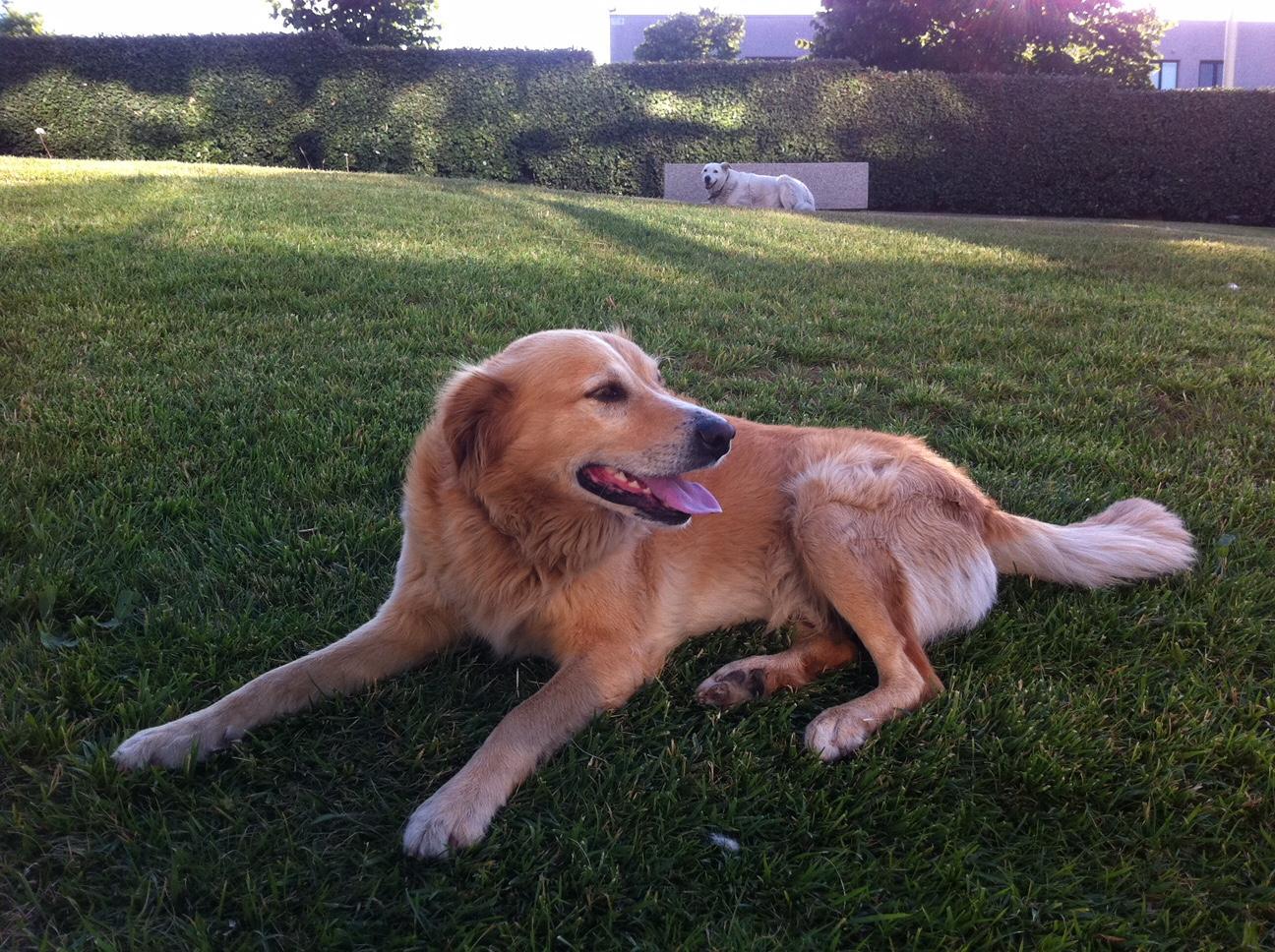 Sassari: appello per Gesuino, la mascotte della Nuova Sardegna