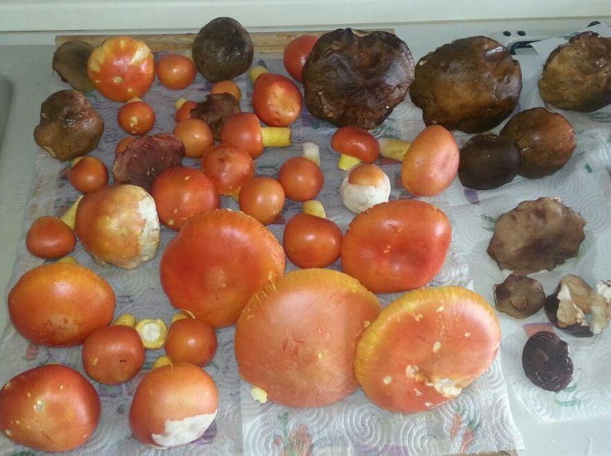 Funghi, lotta ai raccolti selvaggi 
