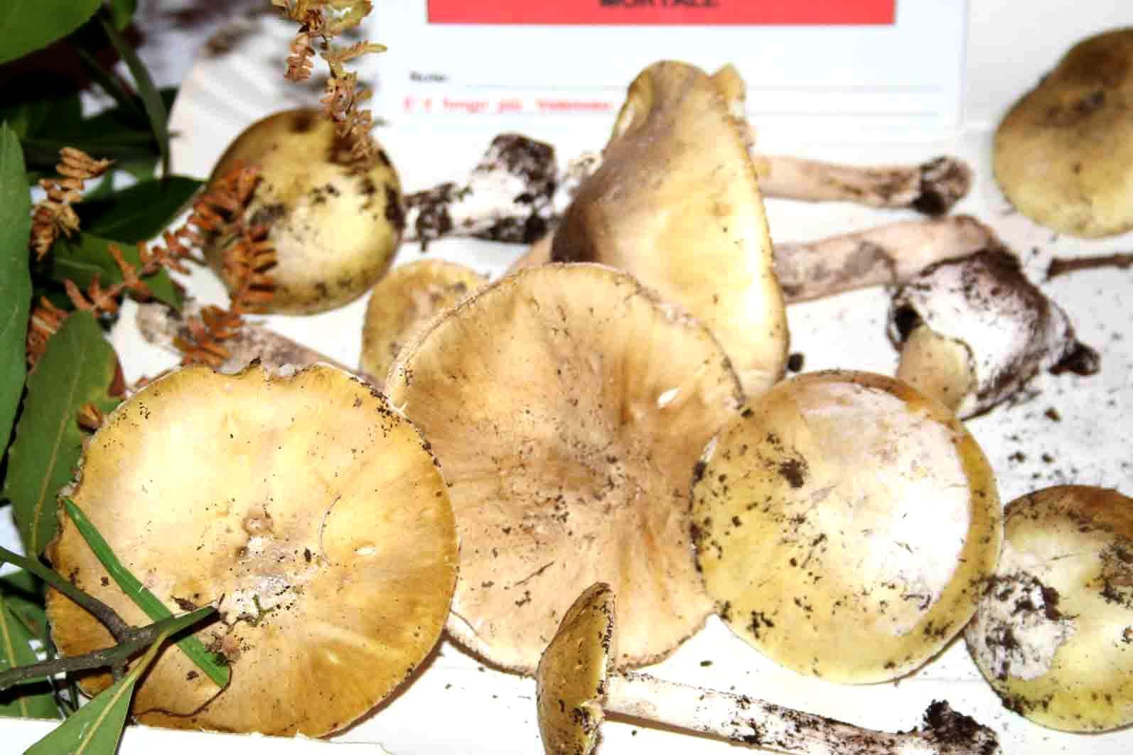 Allarme intossicazioni da funghi nel Sassarese: 11 casi in una settimana 