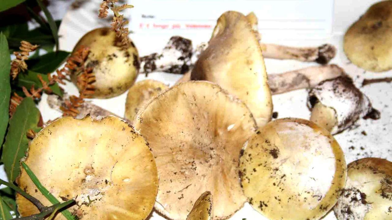 Allarme intossicazioni da funghi nel Sassarese: 11 casi in una settimana 