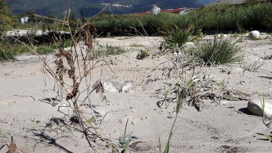 Così la marmettola “secca” le sorgenti