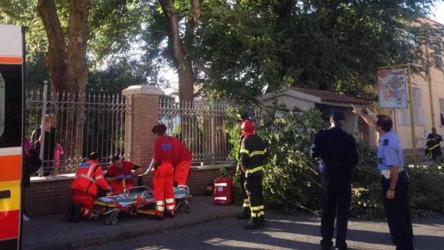 Parchi, monitoraggio degli alberi