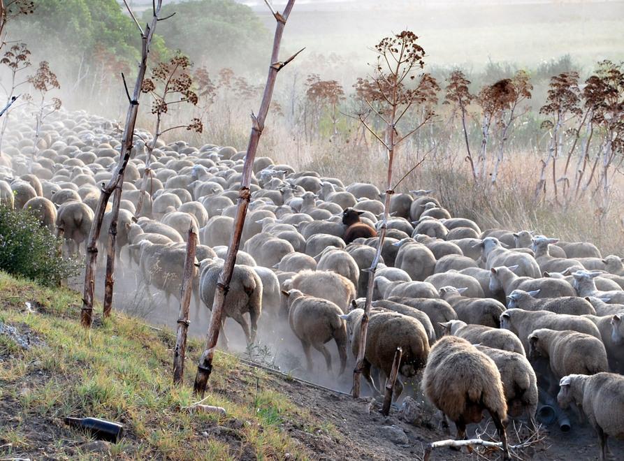 Rinascono gli antichi saperi Varco aperto verso il futuro 