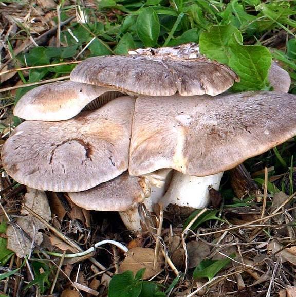 Caccia ai predatori di funghi, i vigili urbani battono i boschi