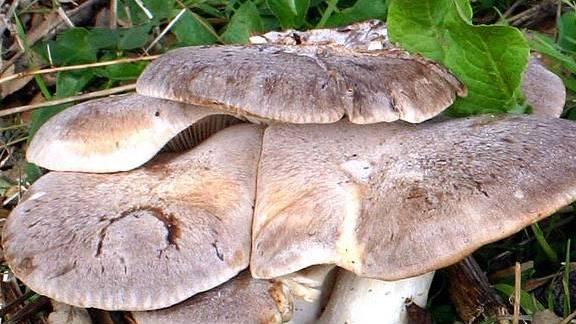 Caccia ai predatori di funghi, i vigili urbani battono i boschi