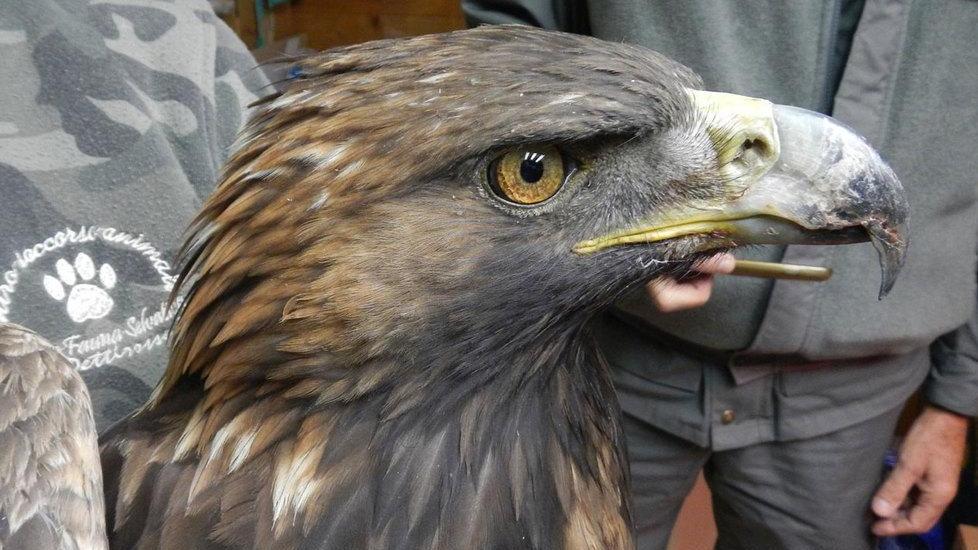 Morta l’aquila reale Le avevano sparato: aperta una indagine