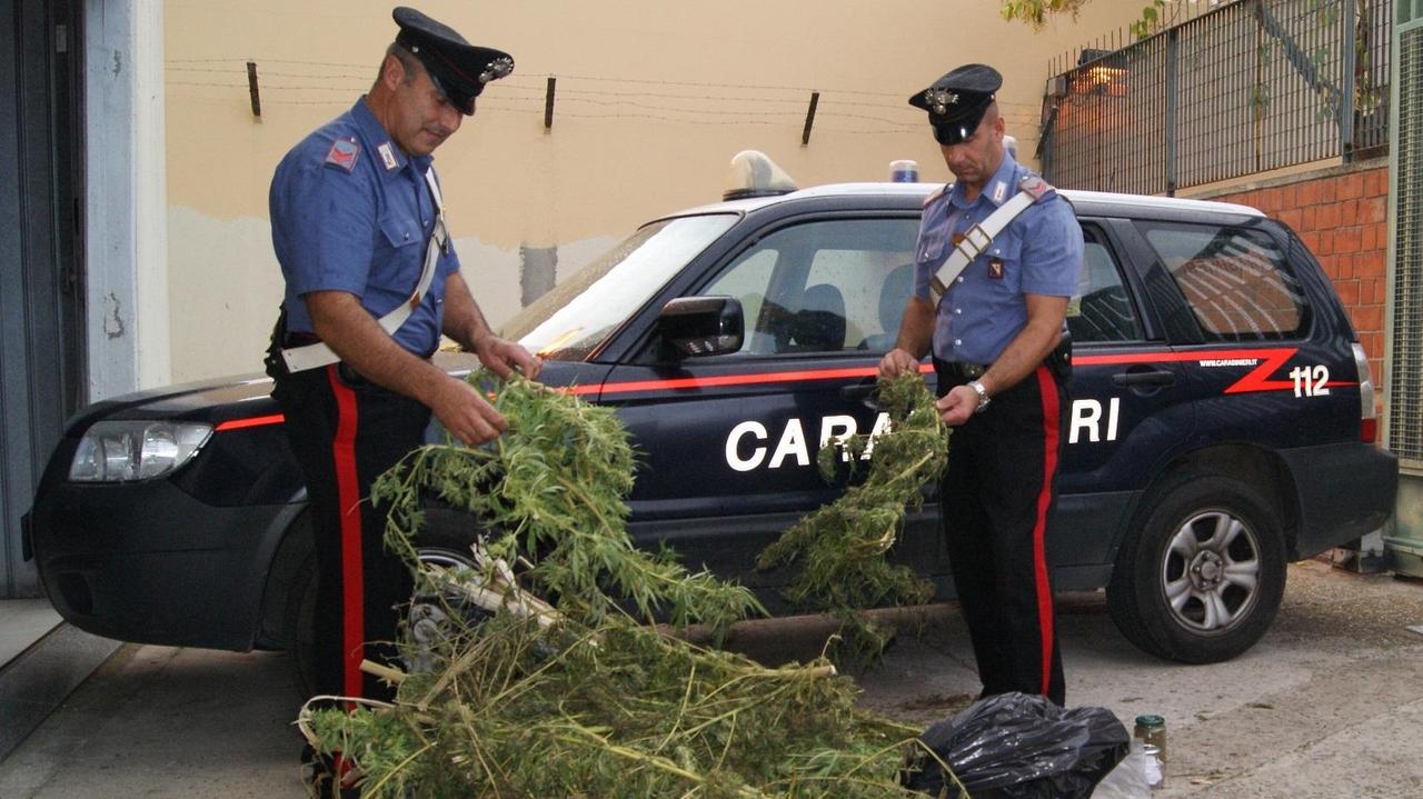 I carabinieri con la pianta di cannabis sequestrata