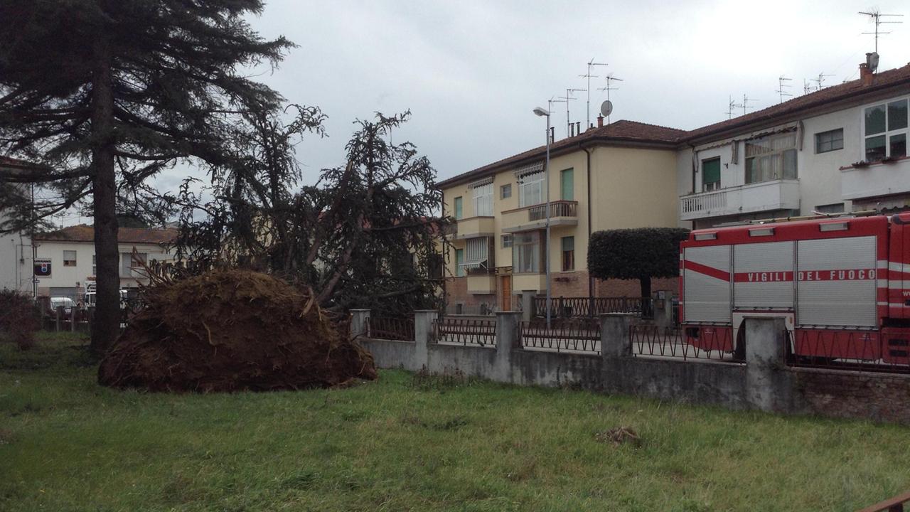 Gli alberi dell’ospedalino caduti a causa del forte vento a Ponte a Egola