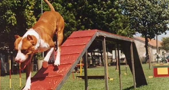 Bimbo azzannato alla testa da un pitbull 