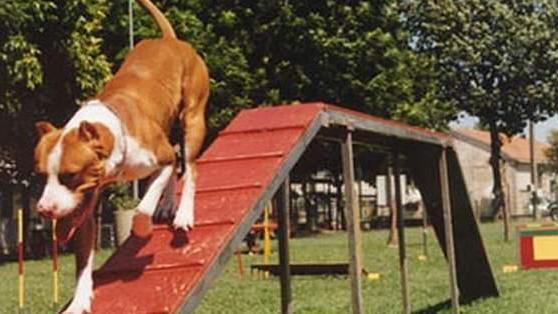 Bimbo azzannato alla testa da un pitbull