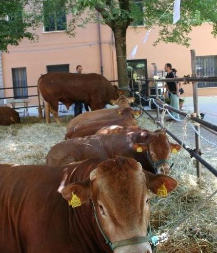 Un milione di euro per i bovini di qualità 