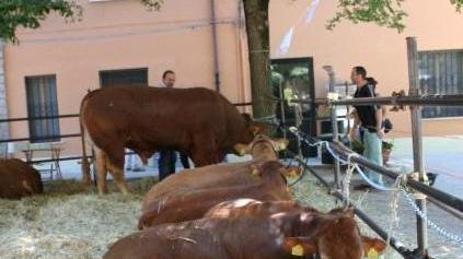 Un milione di euro per i bovini di qualità