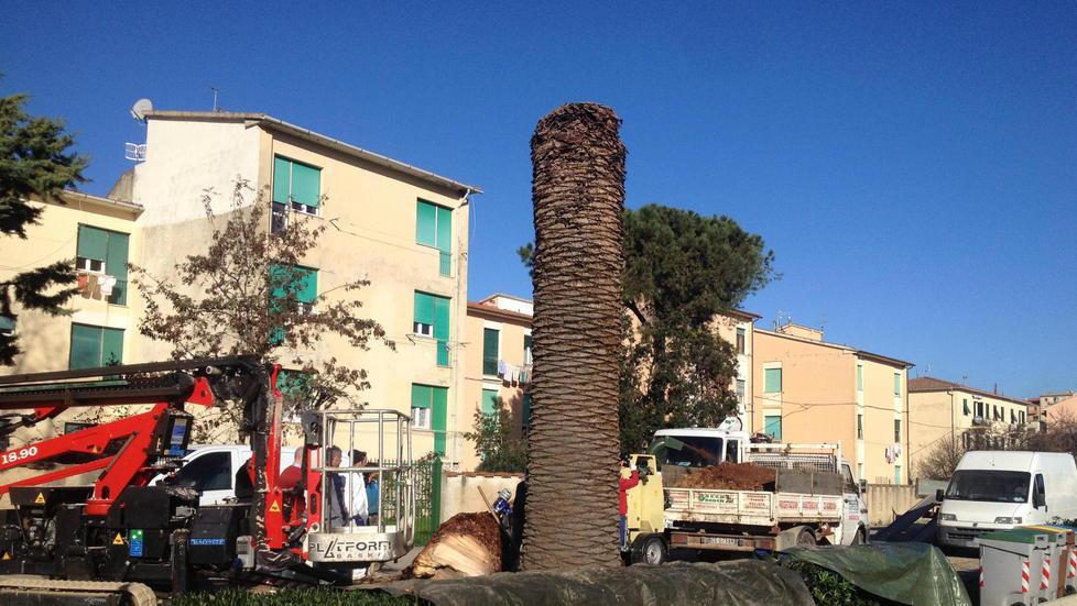 Torna il punteruolo rosso sono molte le palme a rischio 