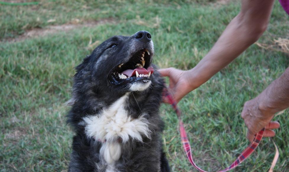 Willy, cucciolone esuberante