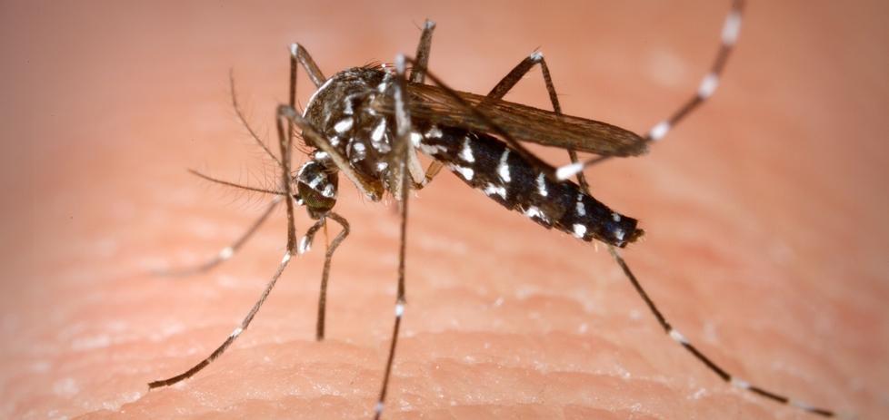 Febbre Dengue, due casi alle Badie La zanzara fa paura 