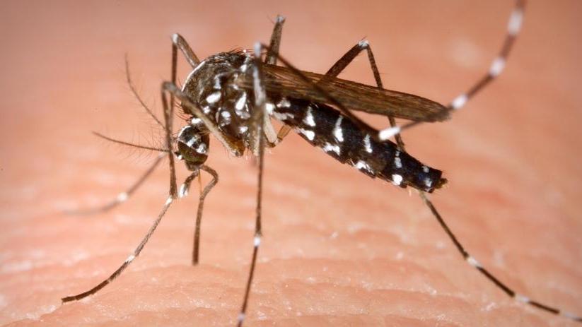 Febbre Dengue, due casi alle Badie La zanzara fa paura