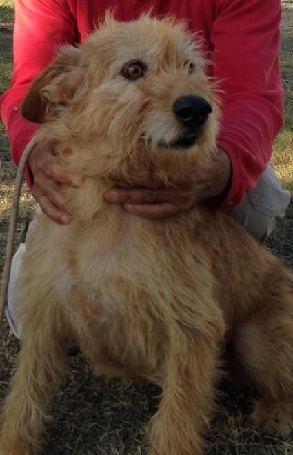 Mille euro a chi adotta un cane 