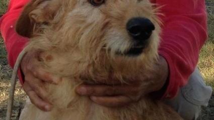 Mille euro a chi adotta un cane