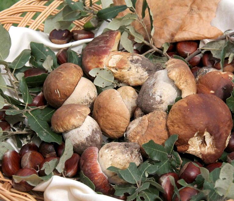 Bambino di due anni intossicato dai funghi velenosi