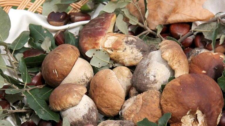 Bambino di due anni intossicato dai funghi velenosi