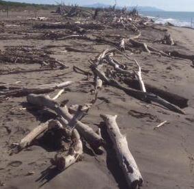 La zona del Parco è tuttora soffocata di detriti