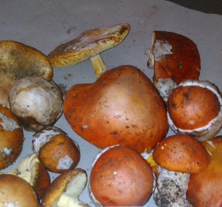 Micologi esperti contro i diffidenti 