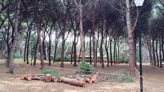 Iniziano lunedì 26 i lavori in pineta Marradi
