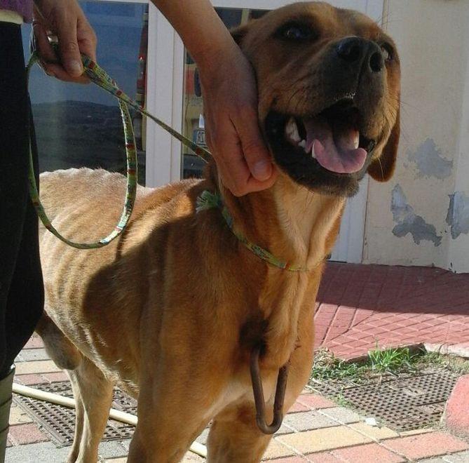 Sassari, cani maltrattati: tante storie di orrore in cerca di un lieto fine 