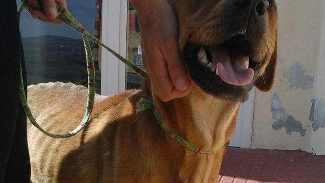 Sassari, cani maltrattati: tante storie di orrore in cerca di un lieto fine