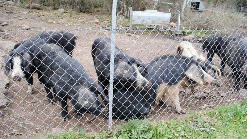 Siliqua, allevamento abusivo di maiali scoperto dalla Forestale 