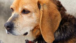 Boom di rinunce di cani e gatti «Sì ad adozioni più consapevoli»