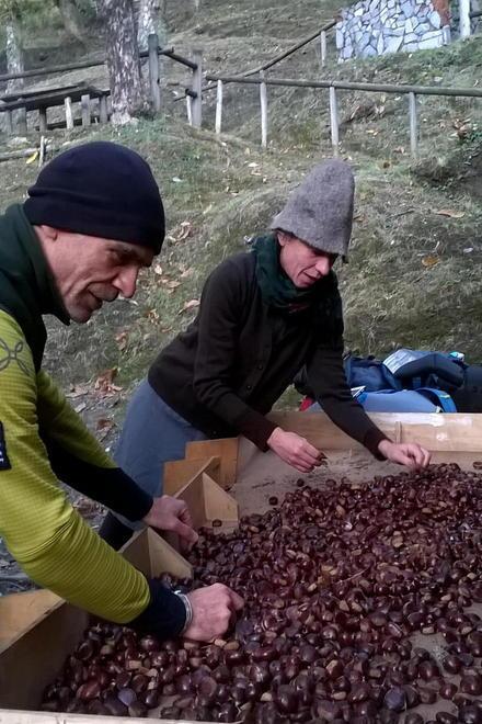 Tornano le castagne e in Alta Versilia si riaprono i metati 