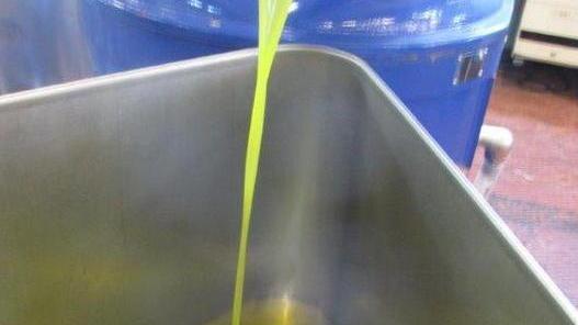 Olio, in Lucchesia frantoi già al lavoro
