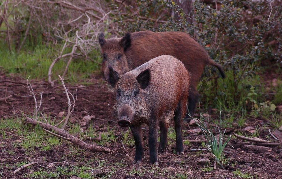 Riprende la caccia selettiva ai cinghiali 