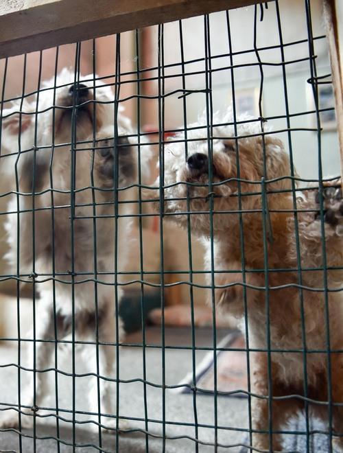 Canile, ora è scontro su dove farlo 