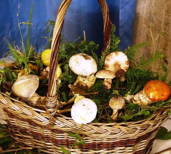 In ritardo ecco i funghi. E arrivano anche le multe 