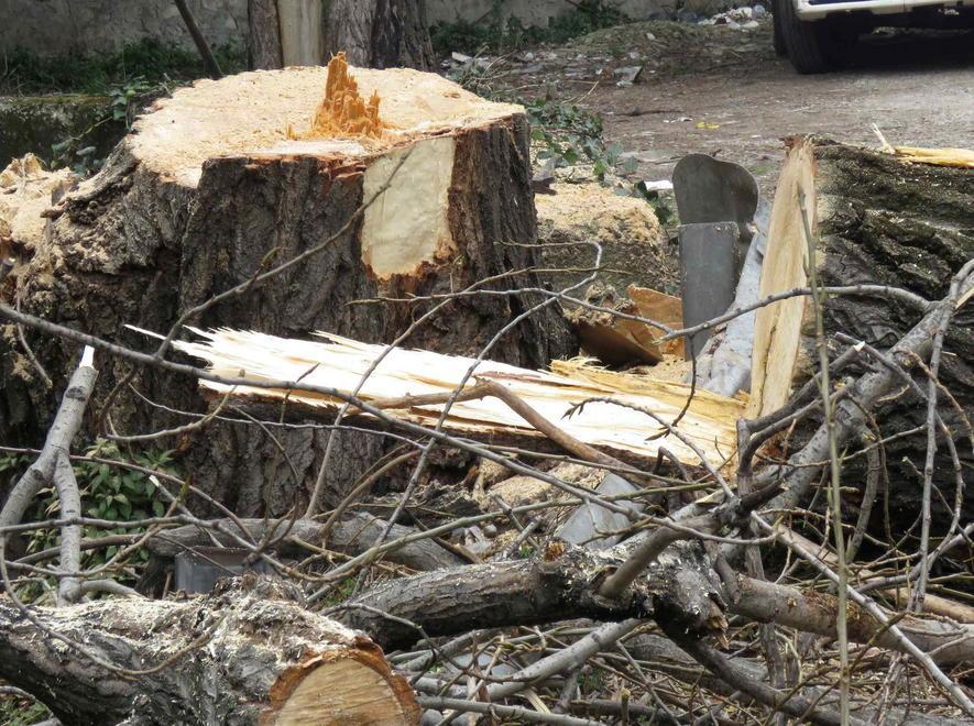Via tutte le siepi e gli alberi pericolanti 